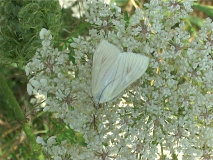 Möhrenzünsler ( Sitochroa palealis ) : Am Niederrhein, Biotop, 04.08.2007